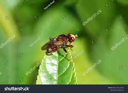 Attēlu rezultāti vaicājumam “Sicus ferrugineus”