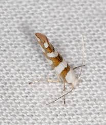 Attēlu rezultāti vaicājumam “Argyresthia goedartella”