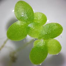 Attēlu rezultāti vaicājumam “Lemna minor”