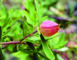 Attēlu rezultāti vaicājumam “Hypericum perforatum bud”