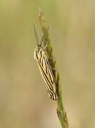 Attēlu rezultāti vaicājumam “Agonopterix hypericella imago”