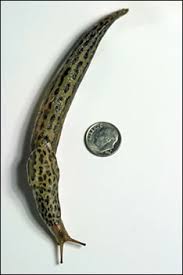 Attēlu rezultāti vaicājumam “Limax maximus”