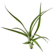 Image result for tillandsia umbellata