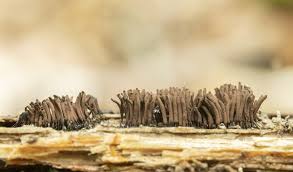 Attēlu rezultāti vaicājumam “Stemonitis axifera”