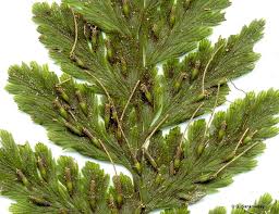 Attēlu rezultāti vaicājumam “Physarum obscurum”