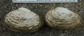 Attēlu rezultāti vaicājumam “Mya arenaria”