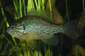Image result for Lepomis cyanellus