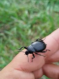 Attēlu rezultāti vaicājumam “Blaps mortisaga”