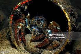 Attēlu rezultāti vaicājumam “Astacus astacus”