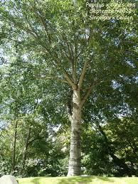 Attēlu rezultāti vaicājumam “Populus x canescens”