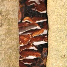 Attēlu rezultāti vaicājumam “Inonotus leporinus”