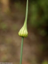 Attēlu rezultāti vaicājumam “Allium oleraceum bud”
