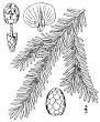Tsuga canadensis - Wikipedia, the free encyclopedia