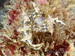 ผลการค้นหารูปภาพสำหรับ Bornella Anguilla