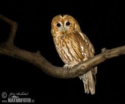 Image result for Strix aluco