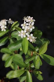 Attēlu rezultāti vaicājumam “Aronia melanocarpa flower”