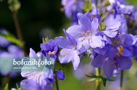 Attēlu rezultāti vaicājumam “Polemonium caeruleum fruit”