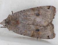 Attēlu rezultāti vaicājumam “Xestia baja”