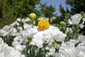 Image result for Romneya coulteri