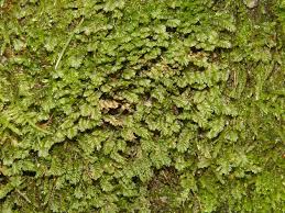 Attēlu rezultāti vaicājumam “Plagiochila porelloides”