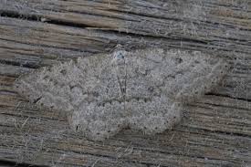 Attēlu rezultāti vaicājumam “Charissa ambiguata”