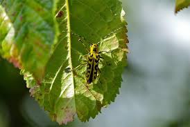 Attēlu rezultāti vaicājumam “Saperda scalaris”