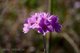 Attēlu rezultāti vaicājumam “Primula farinosa fruit”