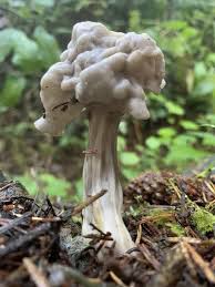 Attēlu rezultāti vaicājumam “Helvella crispa”