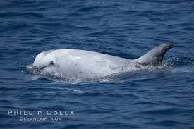 Image result for Grampus griseus