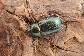 Attēlu rezultāti vaicājumam “Platycerus caraboides”