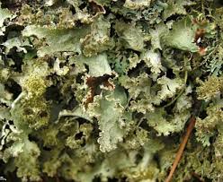 Attēlu rezultāti vaicājumam “Platismatia glauca”