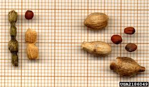 Attēlu rezultāti vaicājumam “Raphanus raphanistrum fruit”