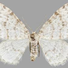 Attēlu rezultāti vaicājumam “Hydrelia sylvata”