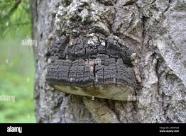 Attēlu rezultāti vaicājumam “Phellinus tremulae”
