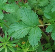 Attēlu rezultāti vaicājumam “Potentilla norvegica”