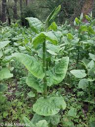 Attēlu rezultāti vaicājumam “Reynoutria sachalinensis”