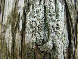 Attēlu rezultāti vaicājumam “Lecanora argentata”