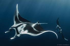 Image result for Mobula birostris
