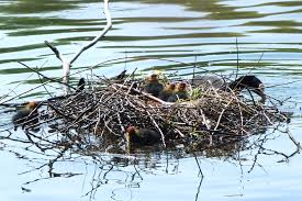 Attēlu rezultāti vaicājumam “Fulica atra nest”