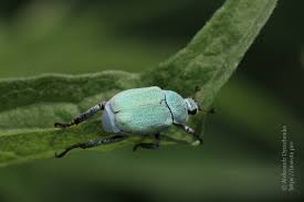 Attēlu rezultāti vaicājumam “Hoplia parvula”