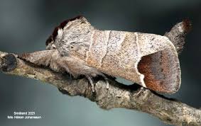 Attēlu rezultāti vaicājumam “Clostera curtula”