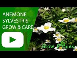 Attēlu rezultāti vaicājumam “Anemone sylvestris leaf”