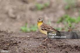 Image result for Emberiza melanocephala