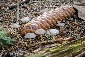 Attēlu rezultāti vaicājumam “Strobilurus esculentus”