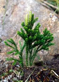 Attēlu rezultāti vaicājumam “Lycopodium dubium”