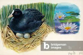 Attēlu rezultāti vaicājumam “Fulica atra nest”
