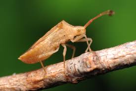 Attēlu rezultāti vaicājumam “Heteroptera”