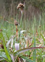 Attēlu rezultāti vaicājumam “Luzula campestris fruit”