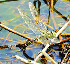Attēlu rezultāti vaicājumam “Aeshna juncea”