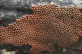 Attēlu rezultāti vaicājumam “Oligonema persimile macro”